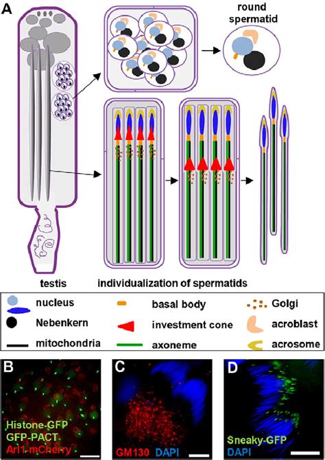 drosophila spermatogenesis